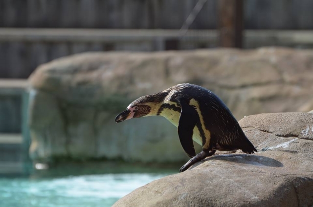  Pinguine 